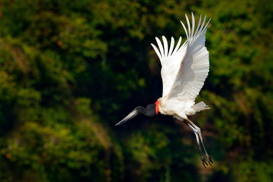 Jabiru stork fly. Jabiru, Jabiru mycteria, black and white bird in the green water with flowers, open wings, wild animal in the nature habitat, Pantanal, Brazil. Flying white bird in tropic forest.