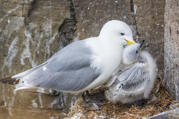 Kittiwake mother and chick, Latrabjarg cliffs, Iceland