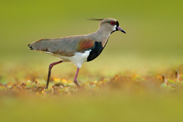 Bird from Pantanal. Southern Lapwing, Vanellus chilensis, water exotic bird during sunrise, Pantanal, Brazil. Wildlife scene from nature. Morning in Brazil march.