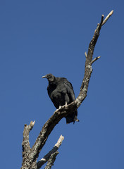Vulture