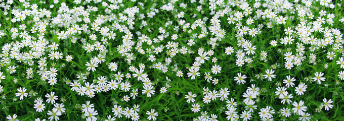 Panoramic image of white wild flowers on a green background in the garden.