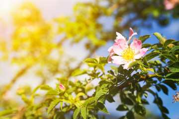 Beautiful dog-rose flower on tree