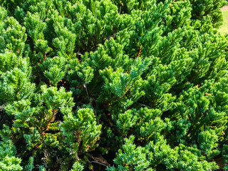 close up pine leaf background