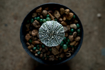 astrophytum asterias cactus