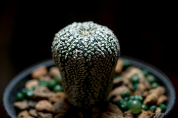astrophytum asterias cactus