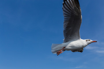 Slender-billed Gull flying