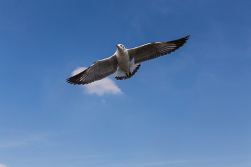Fototapeta na wymiar Slender-billed Gull flying