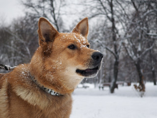 Big red dog in the snow.