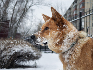 Big red dog in the snow.