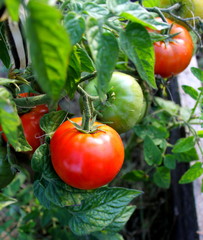 Ripe organic red tomatoes in garden ready to harvest