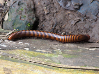 Millipede walking on a trunk with land of the forest as a background.  