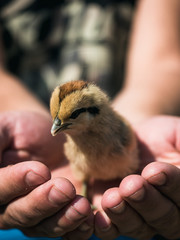 Person holding small bird