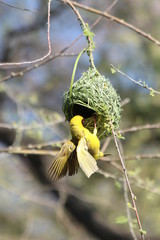 Weaverbird - Webervogel beim Nestbau