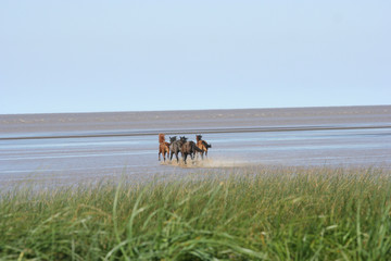 Caballos Salvajes