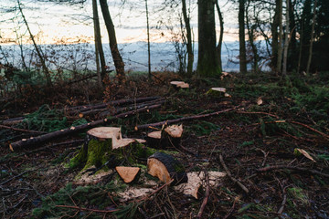 Forrest in Austria at sunrise