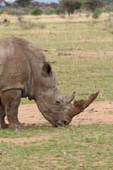 Nashorn in Namibia
