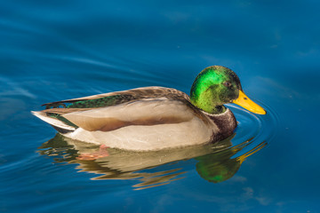 Male mallard, Upper Zurich Lake (Obersee), Switzerland