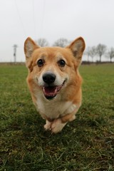 corgie geht im Garten spazieren