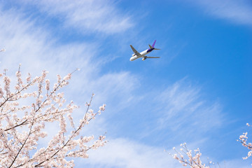 桜と飛行機