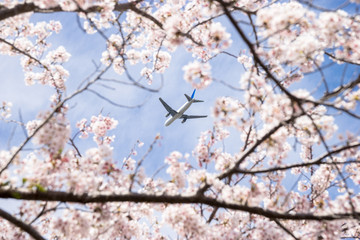 桜と飛行機