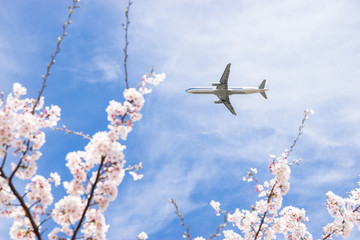 桜と飛行機