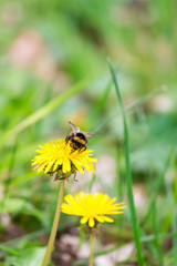 Bumblebee Sitting on a Yellow Dandelion Flower, Germany