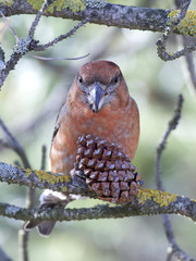 Parrot crossbill (Loxia pytyopsittacus)