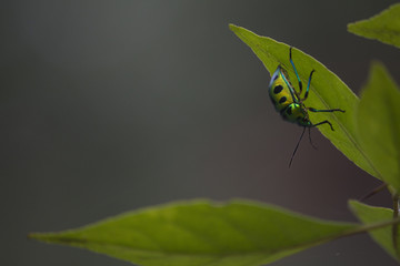 Lychee Shield Bug	