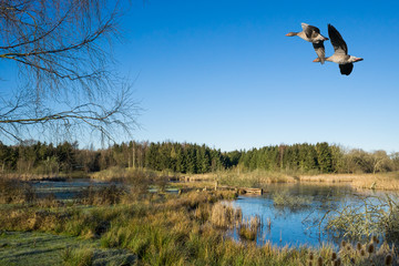 View over a meadow and a small lake with two greylag geese flying from the right