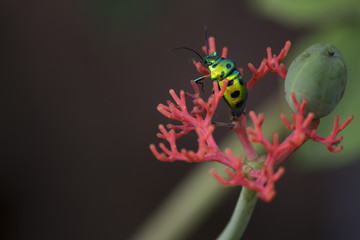 Lychee Shield Bug	