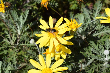 Abeja en flor