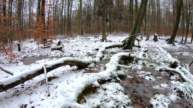 Verrottender Baumstamm im Naturpark Spessart, Zersetzung, Verg&auml;nglichkeit, Urwald, Laubwald, 4K