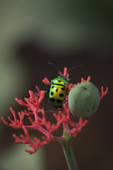 Lychee Shield Bug	
