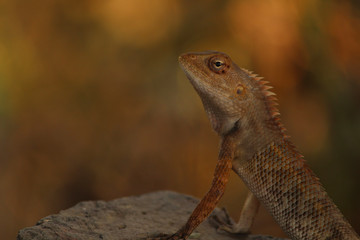 lizard