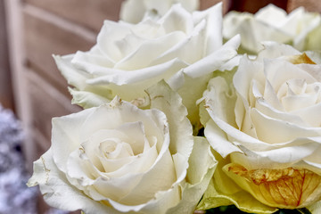 Close up background of beautiful white roses. HDR effect.