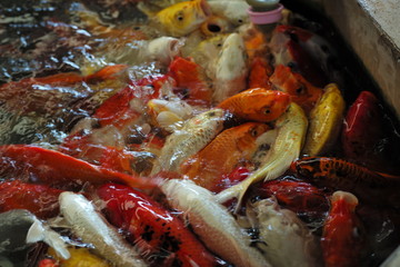 Colorful fish in the pond waithing for feeding