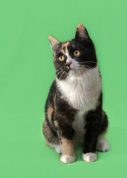 Beautiful Three-colored Cat On Green Background