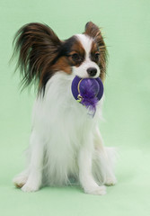 Beautiful young continental spaniel papillon holds in the mouths of hats off with feather on a green background