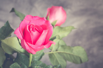 Red Roses Valentine's Day Concept;vintage filter