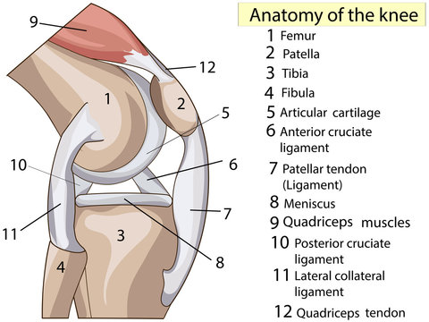 Anatomy. Subscribe. Structure knee joint vector