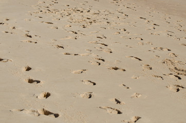 Lots of footprints in the sand