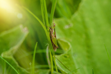 Grasshopper on the leaf of grass close up in the field