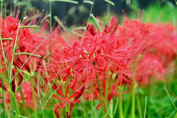 バラとちょうちょ