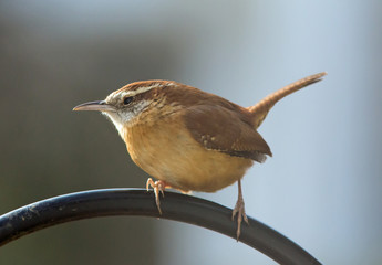 Carolina Wren with Blurred Background