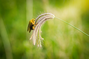 Bumble bee catch on flowers grass