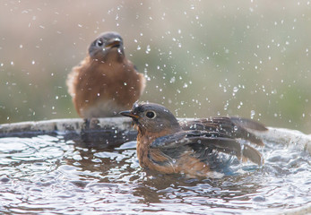 Two Female Eastern Bluebirds in a Bird Bath