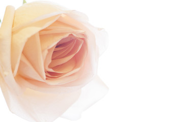 Background with a peach rose