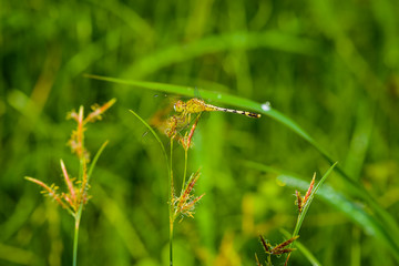Macro of dragonfly on the grass leave. Dragonfly in the nature