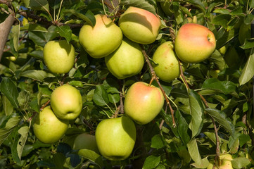 Äpfel Sorte Golden Delicious