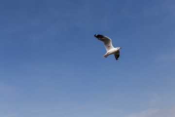 Slender-billed Gull flying
